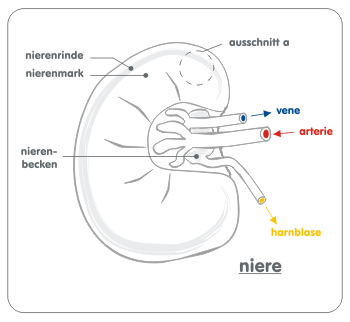 Abb. 1: Aufbau einer Niere