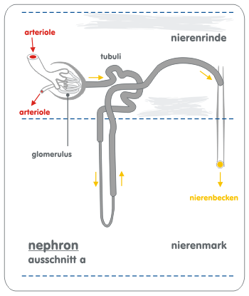 Abb. 2: Aufbau eines Nephrons